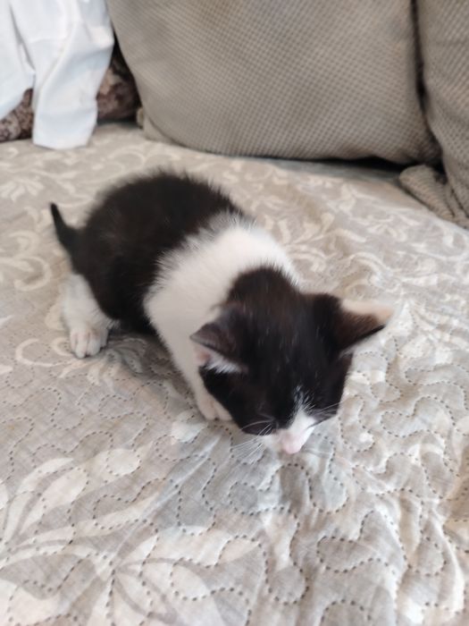 Adopție pisoias!!!