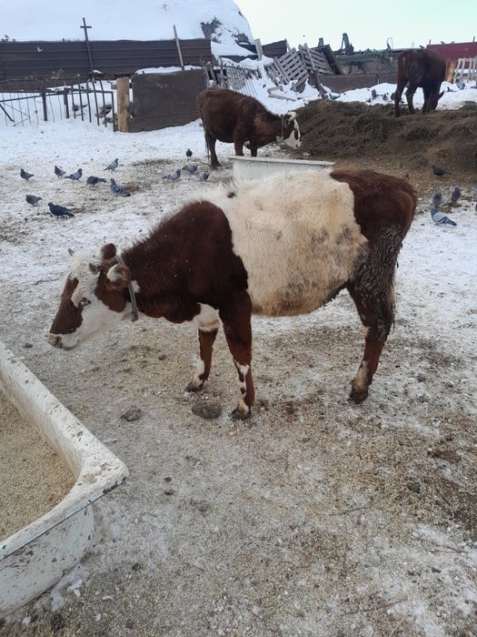 Продам тёлочек продам.