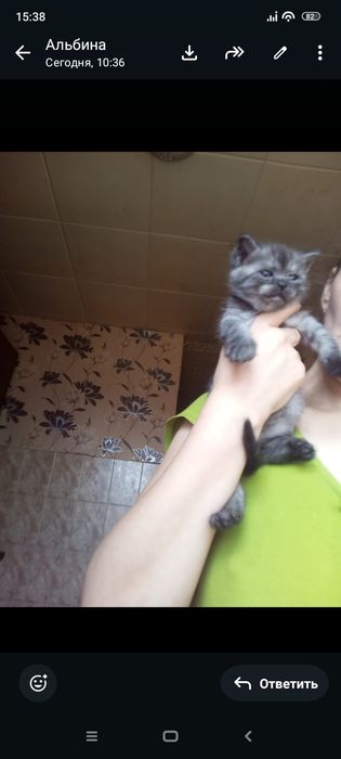 Шолтанские страйты  1,   месяц приучены.