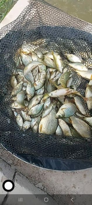 Малёк  карпа сиголетка