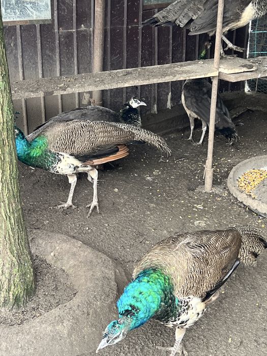 Vand pauni si păunițe