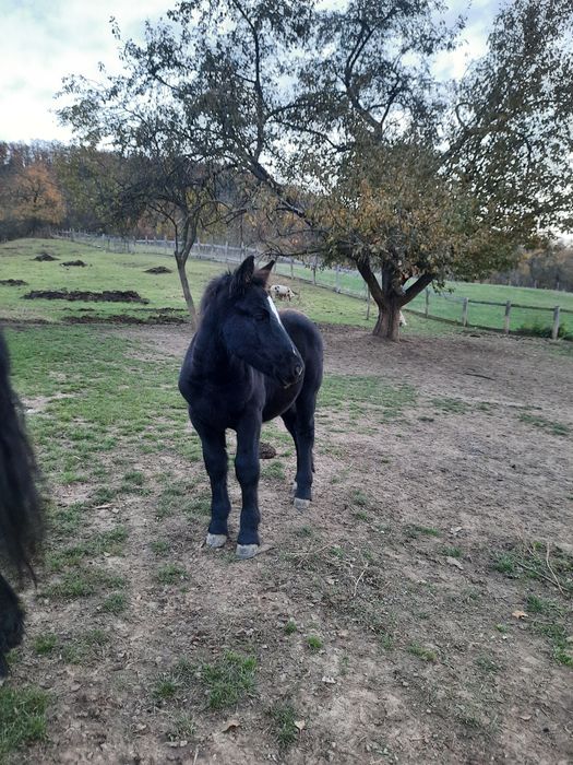 Vând mânz de 3 luni