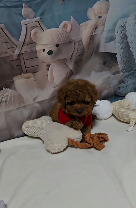 Пудел той с родословие  5 поколения назад