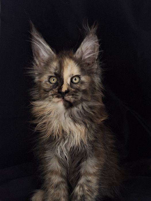 Питомник эксклюзивных мейн-кунов