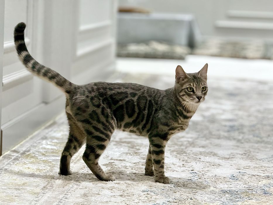 Bengal mushukcha