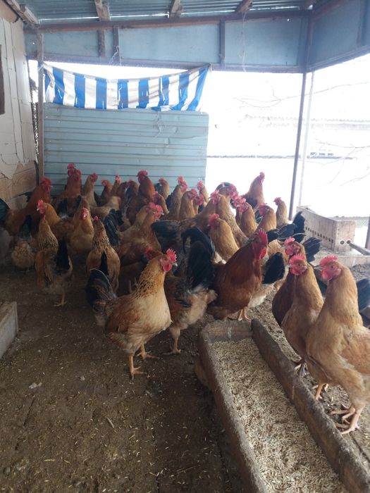 Инкубационое яйцо кученской