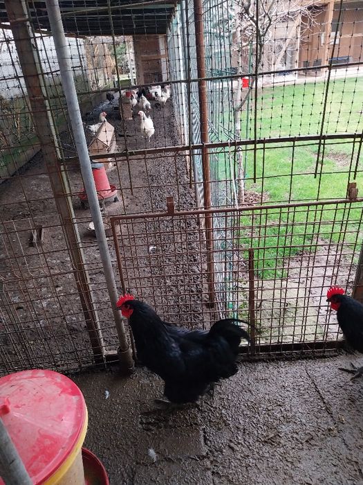 Cocosi australorp