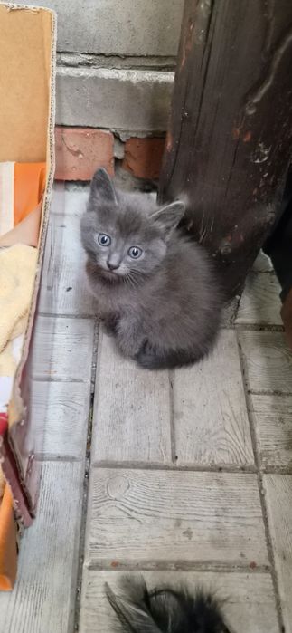 Отдам котят, район Западный
