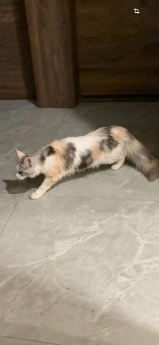 Девочка мейнкун с родословной