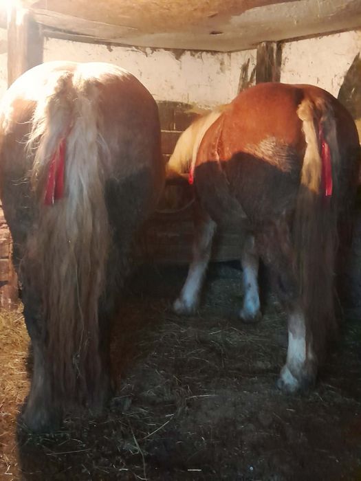 Schimb cu iapă neagră mânză și iapă cu acte