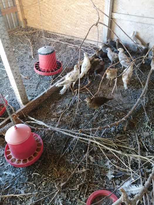 Fazani auriu pe roșu, galben și piersică, mai am doar băieți.