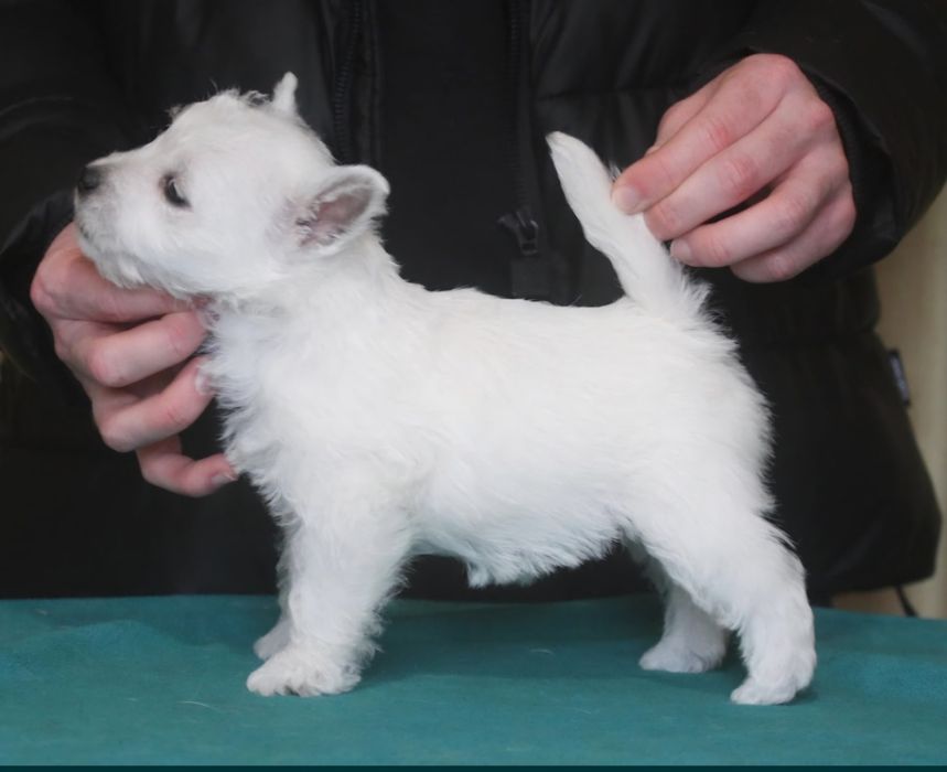Westie - West Highland White Terrier