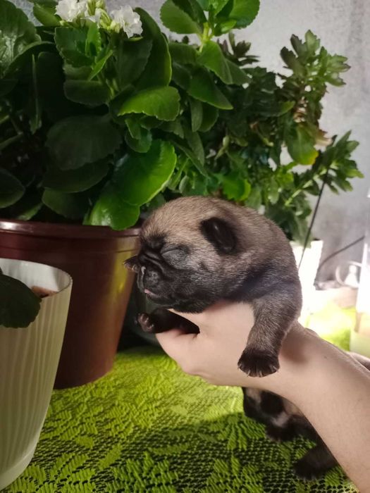 продам щенков мопса