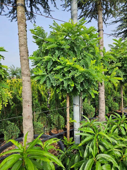 Copaci salcâm și catalpa de mai multe dimensiuni