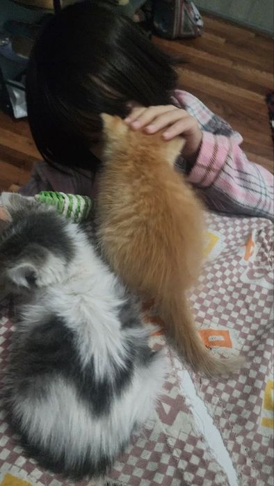 Котята от сибирской кошки.