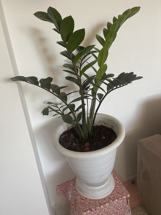 Цветы комнатные