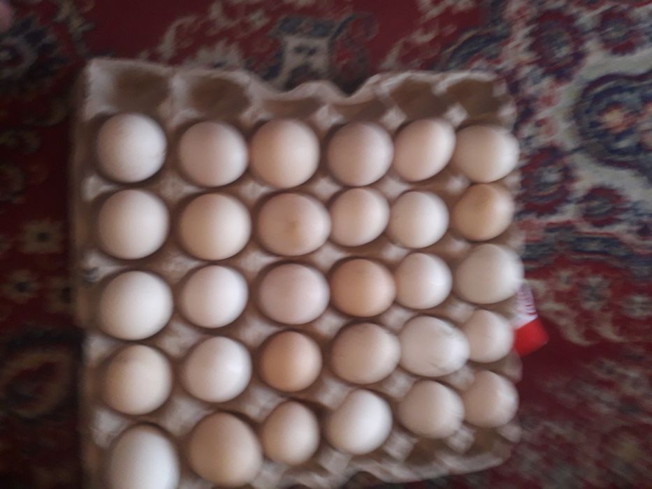 Яйца домашние куриные