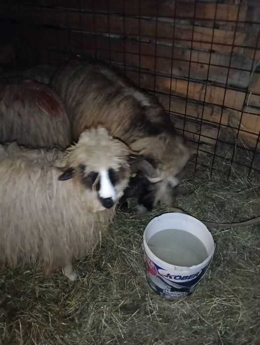 Vând 5 noatine breze și oacheșe