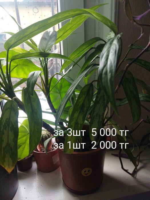 Комнатные цветы разные