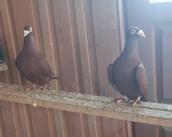 Porumbei voiajori germani si voiajori stil vechi galbeni ..roșii