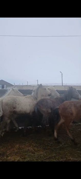 Тай годовички лошади