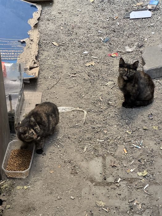Котята в добрые руки