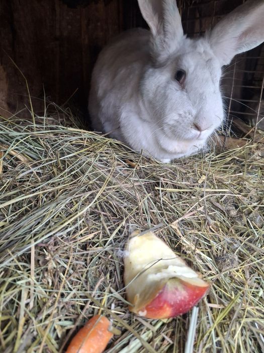 Vand iepruri din diferite rase