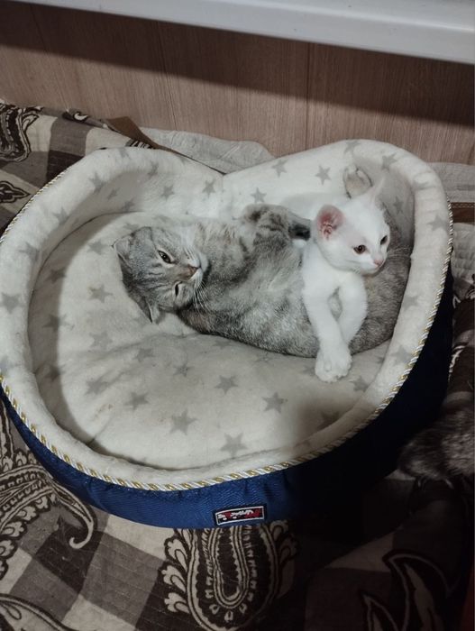 Котенок ищет любящую семью