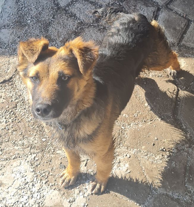 Вакцинированные щенки (мальчик и девочка)