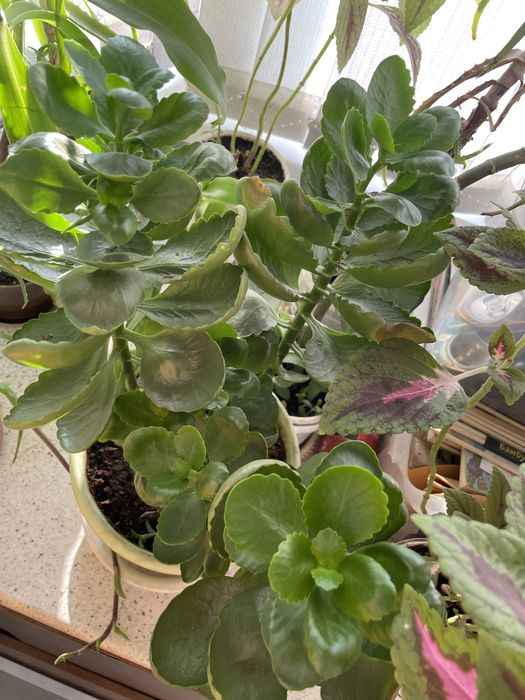 Комнатные цветы недорого