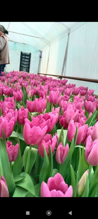 Тюльпаны 60-80см бутоны 5-10см