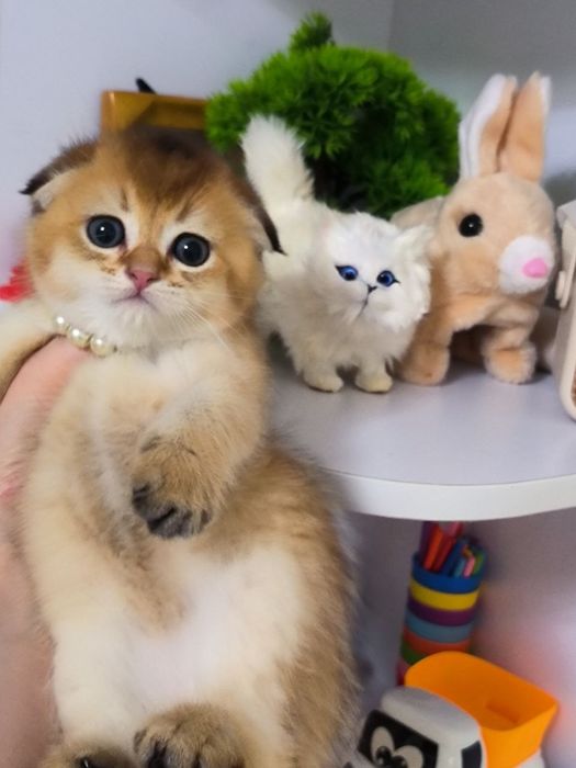 Продаются котята