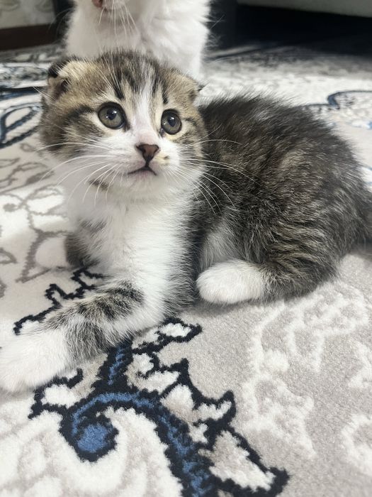 Кошка шотладская самец (скотиш фолд) 2 ойлик хоразмда