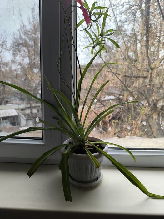 Цветы комнатные, лилия