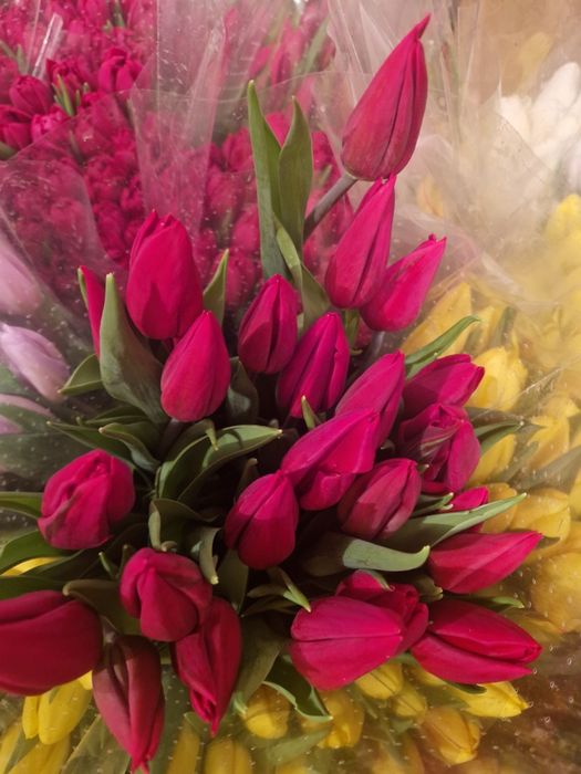 ТЮЛЬПАНЫ 700 ТГ. Доставка.