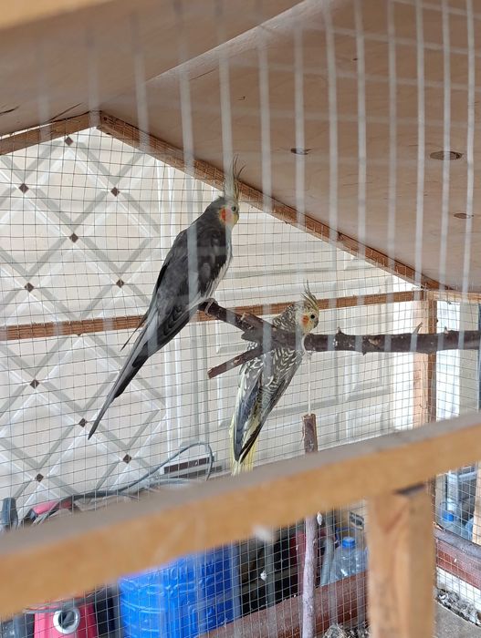 Карелла пара ва Неразлучка пара (кафаси билан)