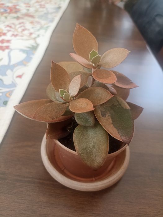 Суккуленты продам