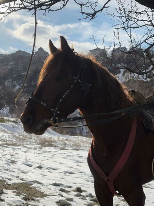 Продам лошадь 2 млн или обмен предлогайте варианты