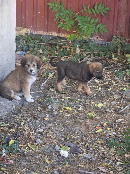 Ofer gratuit spre adopție 4 pui de câine – Deta, Timiș – URGENT