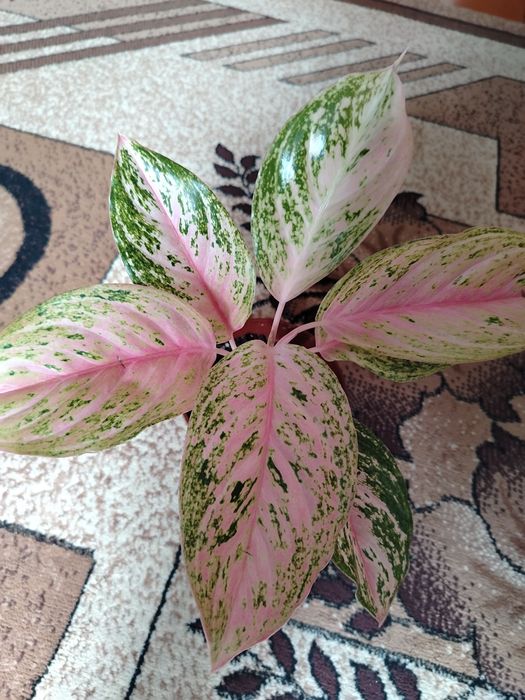 Продам комнатный цветок