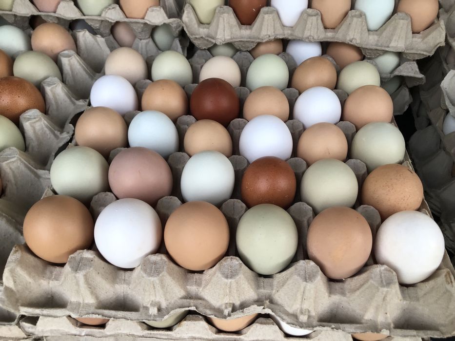 Новопронесли кокошки носачки, снасящи цветни яйца 6  МЕСЕЧНИ