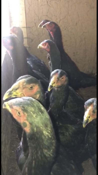 Немец шамо мокионлари сотилади