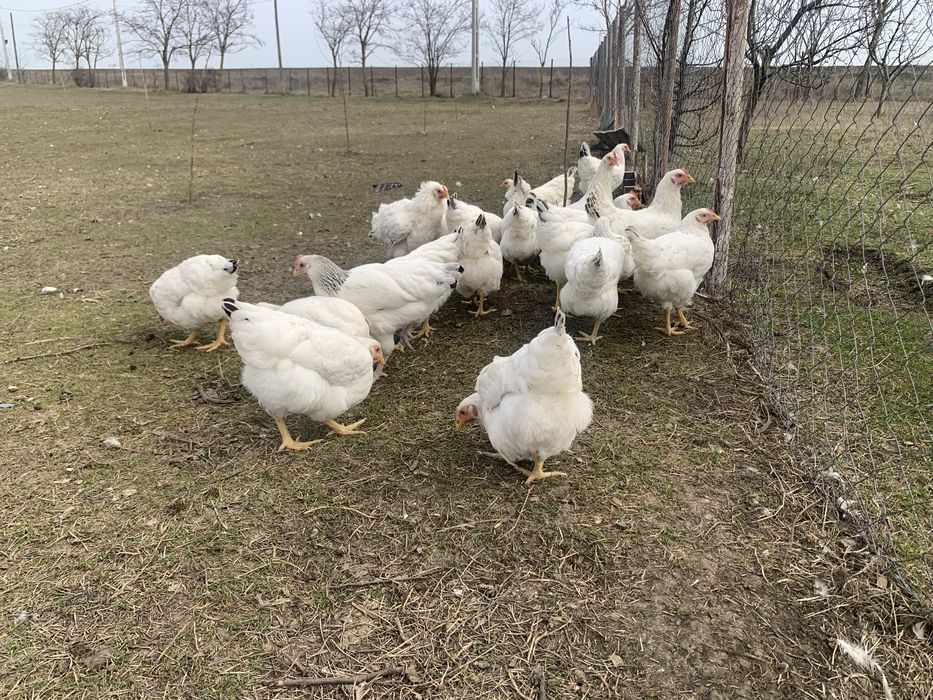 Puicute gaini  tinere  Sussex – 20 săptămâni, gata de ouat!