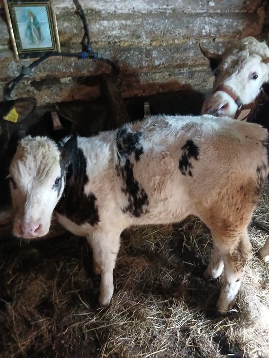 Vindem vițel  belgian