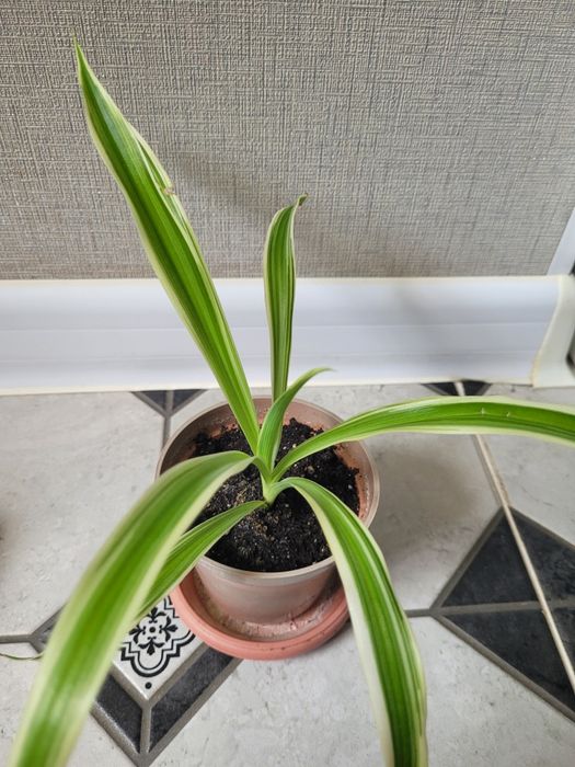 Продам комнатные цветы за 1000 тг