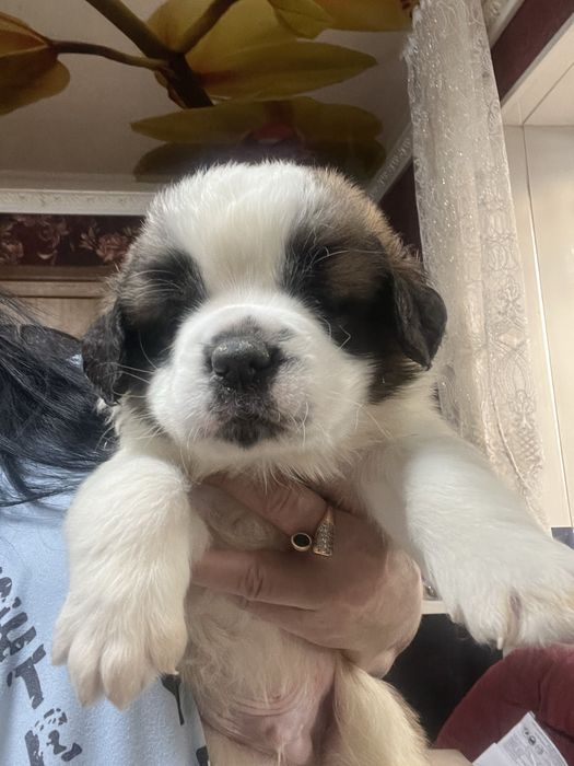 Щенки сенбернара