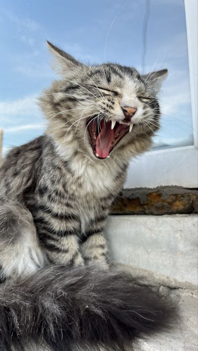 отдам котенка мальчик