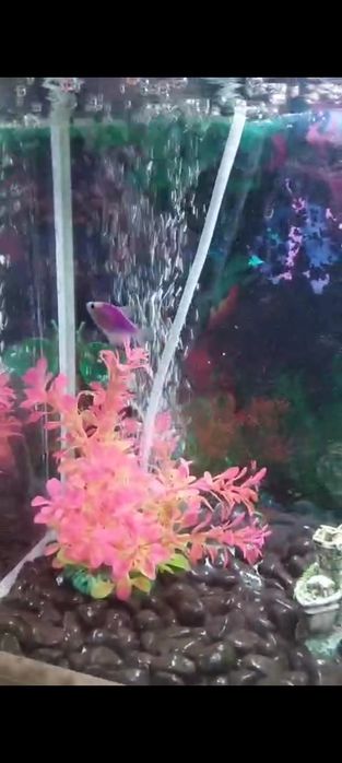 Продам аквариум бу