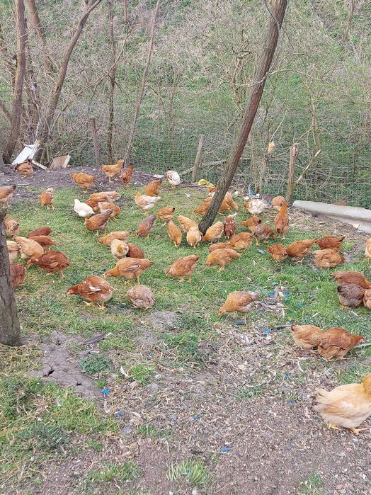 Vând ouă din propria gospodărie