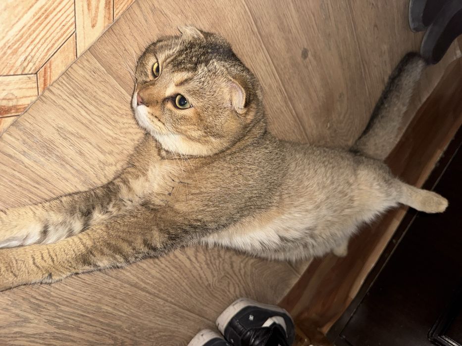 Кот скотиш фолд малкчик